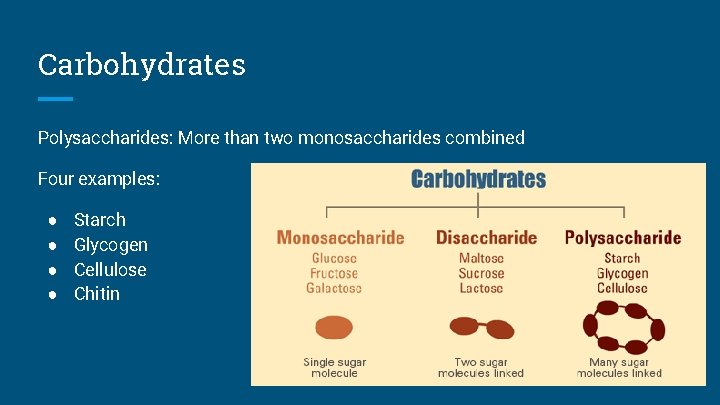 Carbohydrates Polysaccharides: More than two monosaccharides combined Four examples: ● ● Starch Glycogen Cellulose