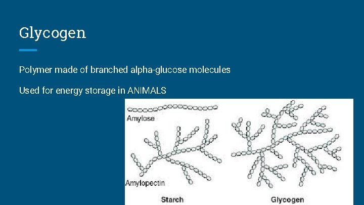 Glycogen Polymer made of branched alpha-glucose molecules Used for energy storage in ANIMALS 