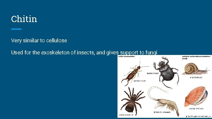 Chitin Very similar to cellulose Used for the exoskeleton of insects, and gives support