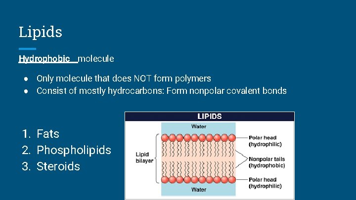 Lipids Hydrophobic molecule ● Only molecule that does NOT form polymers ● Consist of