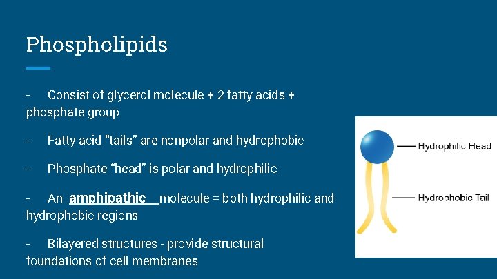 Phospholipids - Consist of glycerol molecule + 2 fatty acids + phosphate group -