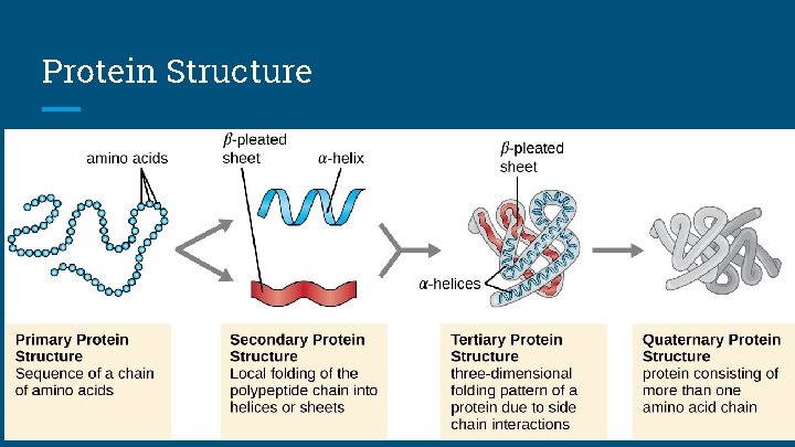 Protein Structure 