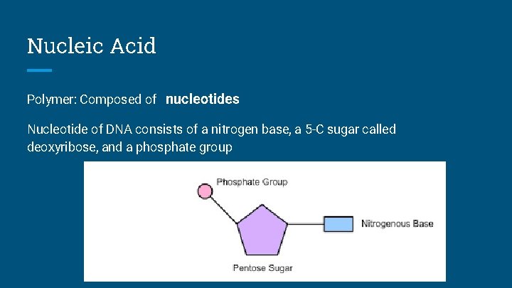 Nucleic Acid Polymer: Composed of nucleotides Nucleotide of DNA consists of a nitrogen base,