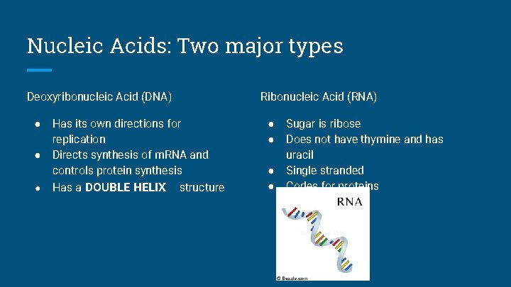 Nucleic Acids: Two major types Deoxyribonucleic Acid (DNA) ● ● ● Has its own