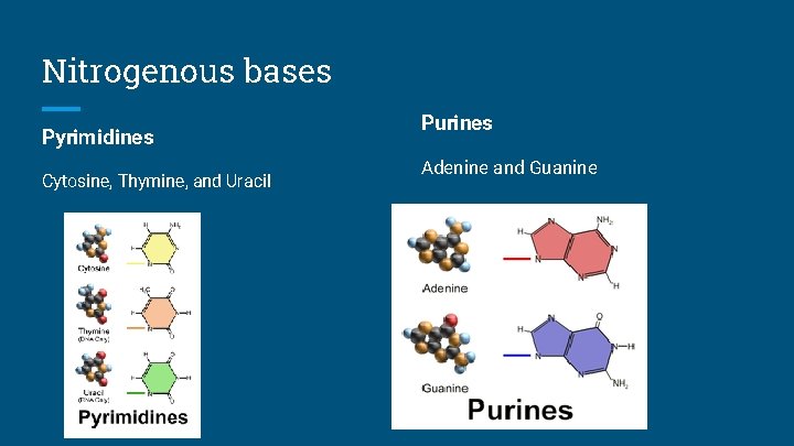 Nitrogenous bases Pyrimidines Cytosine, Thymine, and Uracil Purines Adenine and Guanine 