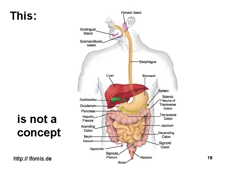 This: is not a concept http: // ifomis. de 19 