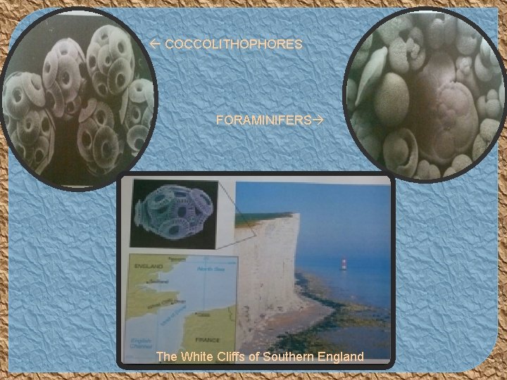  COCCOLITHOPHORES FORAMINIFERS The White Cliffs of Southern England 