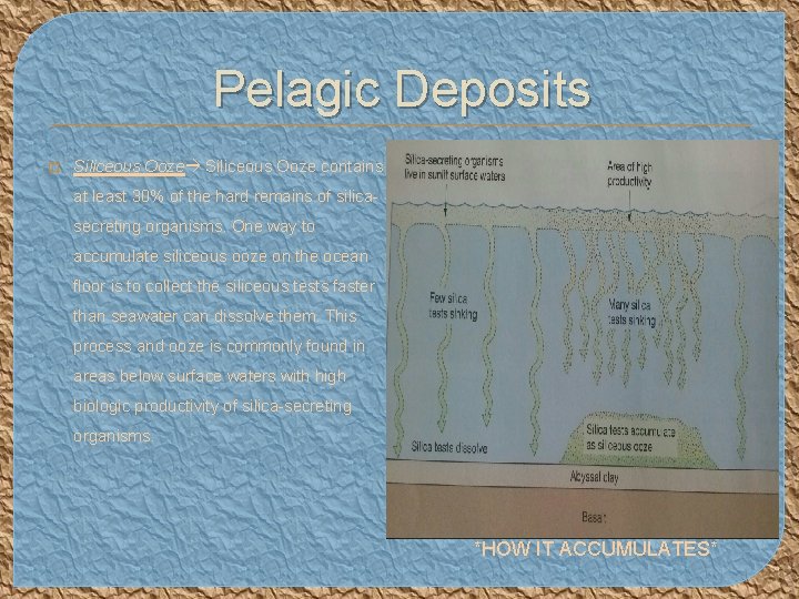 Pelagic Deposits � Siliceous Ooze contains at least 30% of the hard remains of