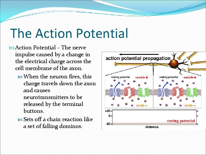 The Action Potential – The nerve impulse caused by a change in the electrical