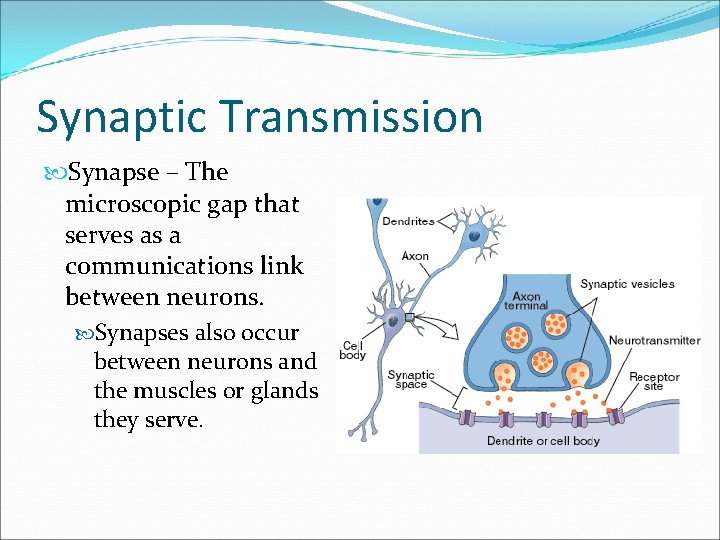 Synaptic Transmission Synapse – The microscopic gap that serves as a communications link between