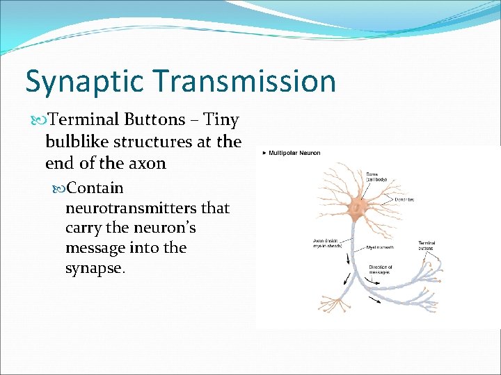 Synaptic Transmission Terminal Buttons – Tiny bulblike structures at the end of the axon