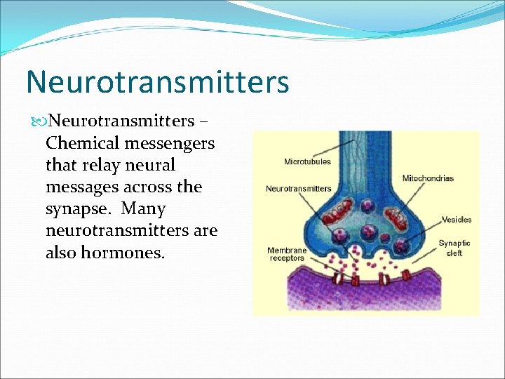 Neurotransmitters – Chemical messengers that relay neural messages across the synapse. Many neurotransmitters are