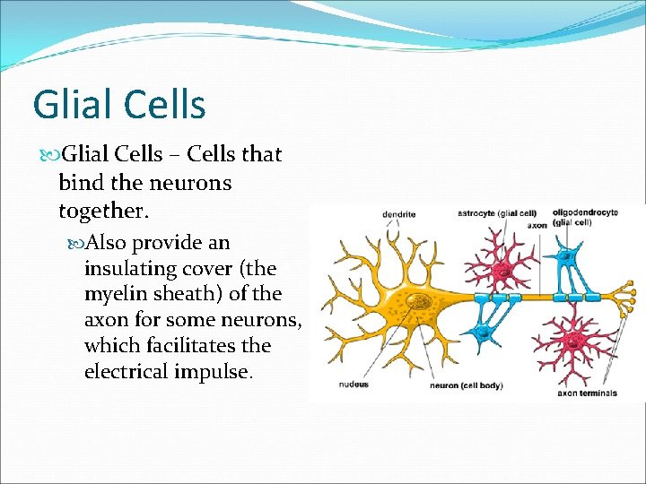 Glial Cells – Cells that bind the neurons together. Also provide an insulating cover