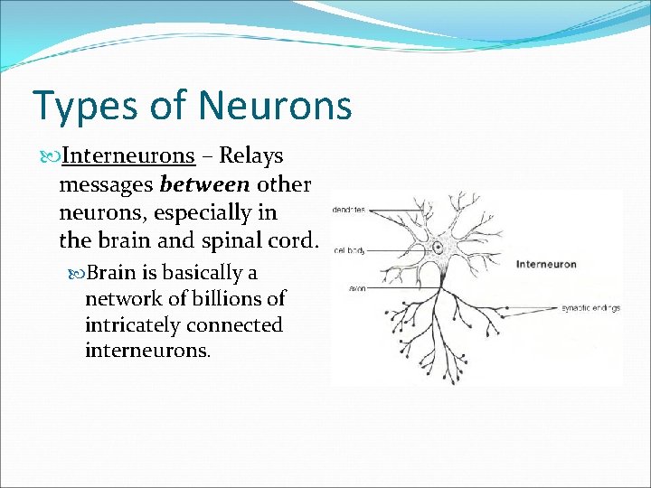Types of Neurons Interneurons – Relays messages between other neurons, especially in the brain
