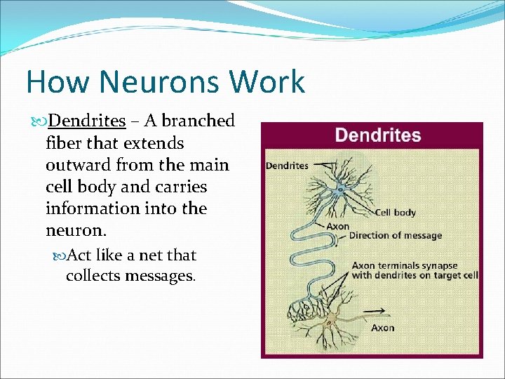 How Neurons Work Dendrites – A branched fiber that extends outward from the main