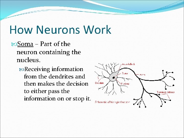 How Neurons Work Soma – Part of the neuron containing the nucleus. Receiving information