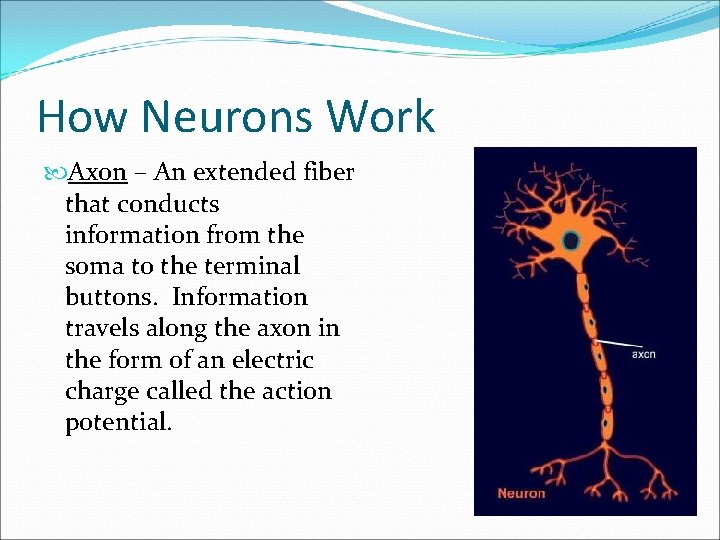 How Neurons Work Axon – An extended fiber that conducts information from the soma