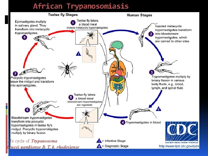 African Trypanosomiasis Life cycle of Trypanosoma brucei gambiense & T. b. rhodesiense 