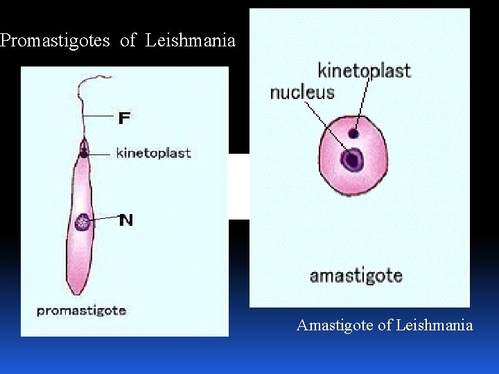 Promastigotes of Leishmania Amastigote of Leishmania 
