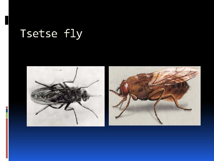 Tsetse fly 