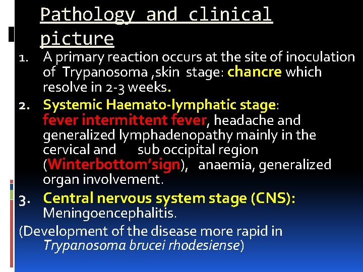 Pathology and clinical picture 1. A primary reaction occurs at the site of inoculation