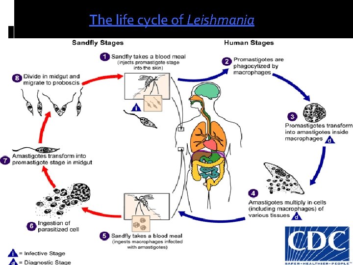 The life cycle of Leishmania 