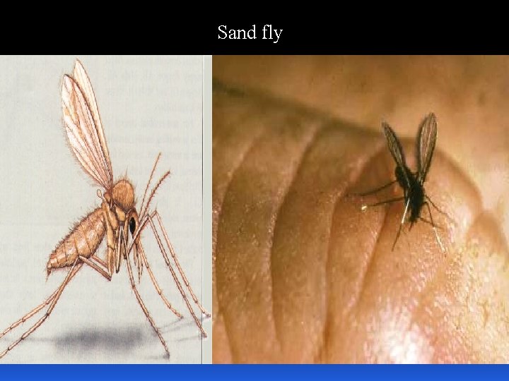 Sand fly 