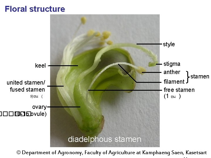 Floral structure style stigma anther keel stamen filament free stamen (1 อน ) united