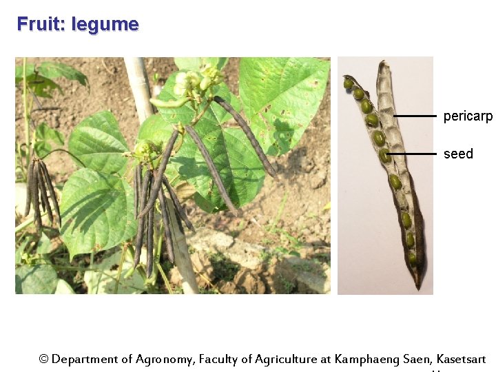 Fruit: legume pericarp seed © Department of Agronomy, Faculty of Agriculture at Kamphaeng Saen,