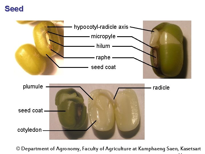 Seed hypocotyl-radicle axis micropyle hilum raphe seed coat plumule radicle seed coat cotyledon ©