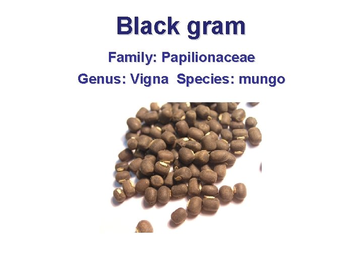 Black gram Family: Papilionaceae Genus: Vigna Species: mungo 