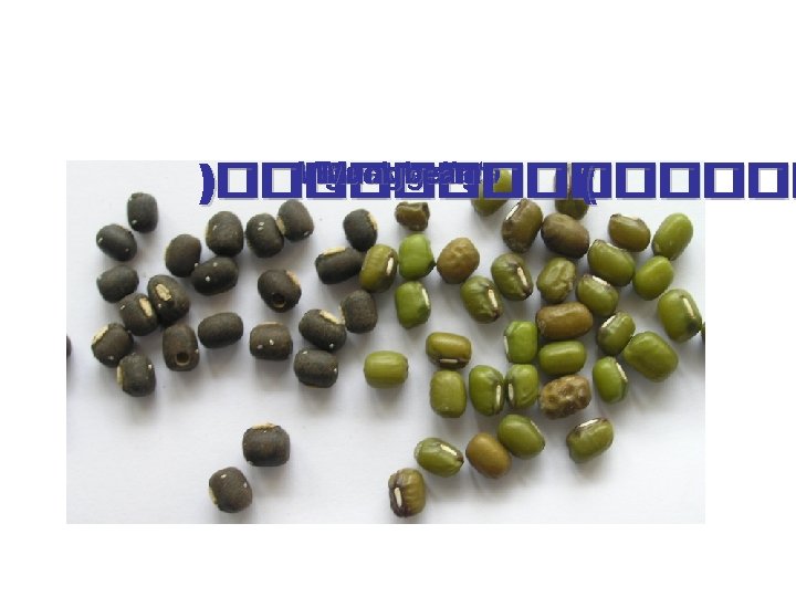 Vigna Black Mungbean mungo radiata gram ))�������������� (( 