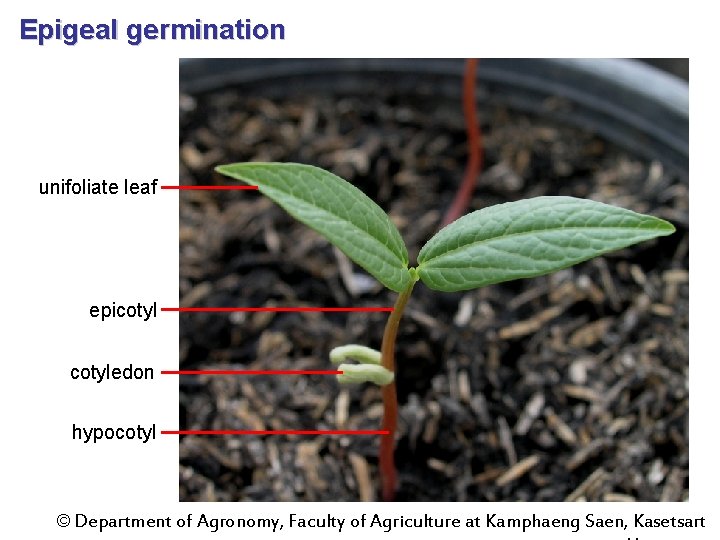 Epigeal germination unifoliate leaf epicotyledon hypocotyl © Department of Agronomy, Faculty of Agriculture at