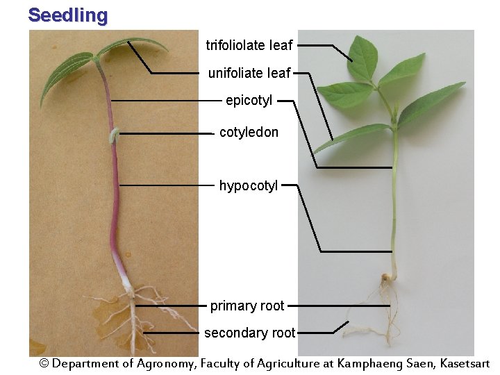 Seedling trifoliolate leaf unifoliate leaf epicotyledon hypocotyl primary root secondary root © Department of