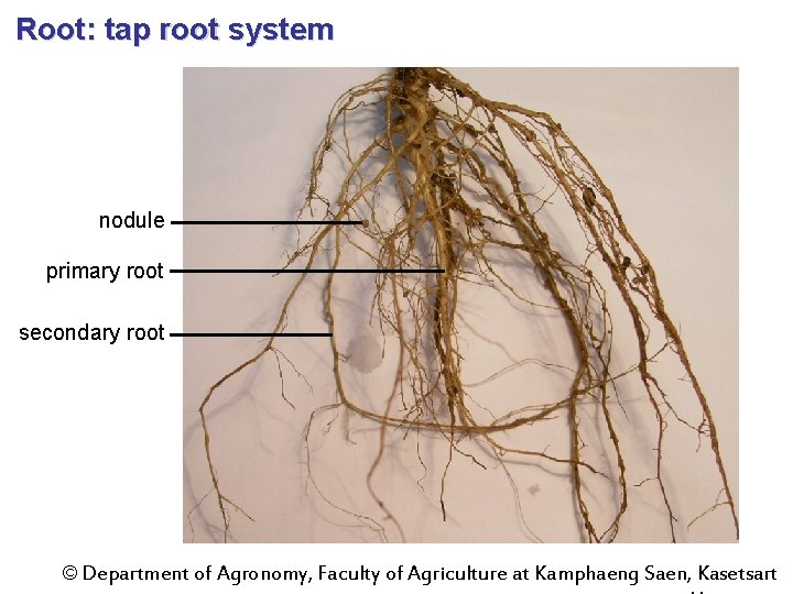 Root: tap root system nodule primary root secondary root © Department of Agronomy, Faculty