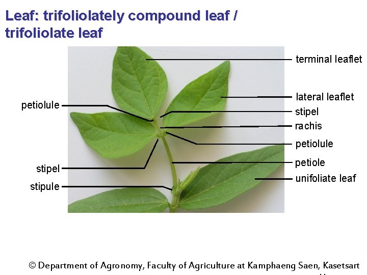 Leaf: trifoliolately compound leaf / trifoliolate leaf terminal leaflet petiolule lateral leaflet stipel rachis