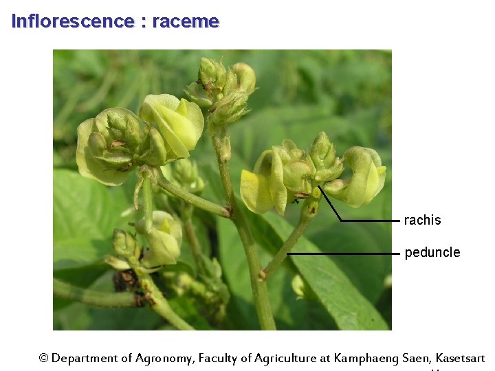 Inflorescence : raceme rachis peduncle © Department of Agronomy, Faculty of Agriculture at Kamphaeng