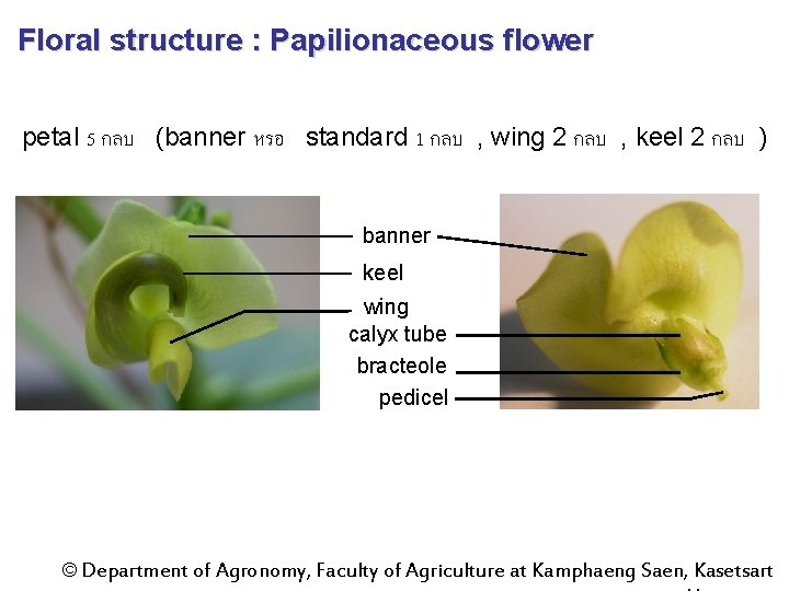 Floral structure : Papilionaceous flower petal 5 กลบ (banner หรอ standard 1 กลบ ,