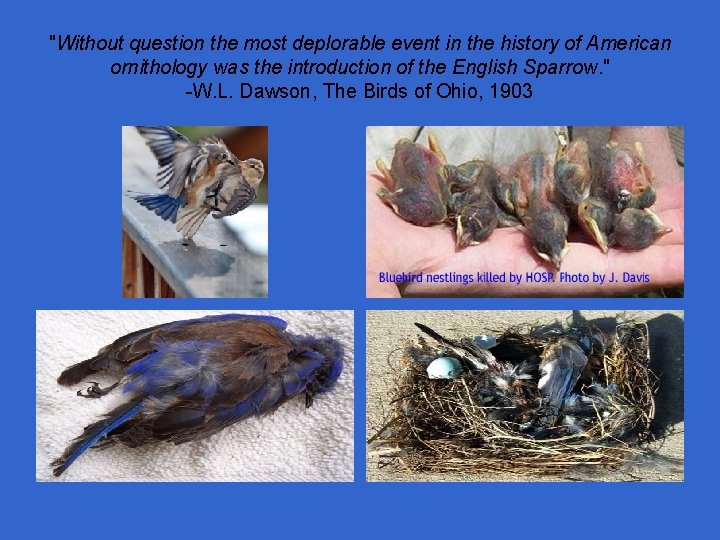 "Without question the most deplorable event in the history of American ornithology was the