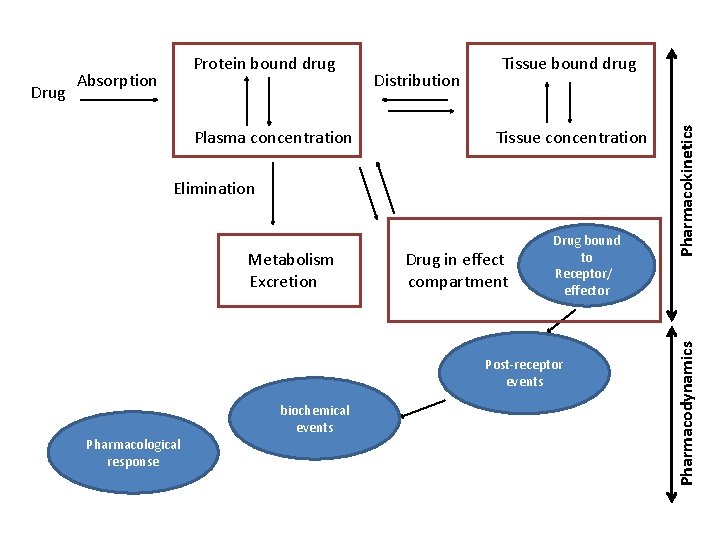 Plasma concentration Distribution Tissue concentration Elimination Metabolism Excretion Drug in effect compartment Drug bound