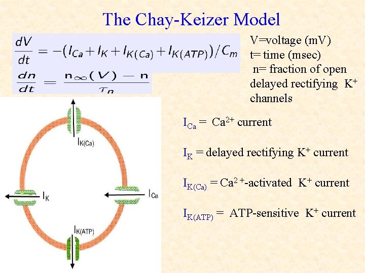 The Chay-Keizer Model V=voltage (m. V) t= time (msec) n= fraction of open delayed