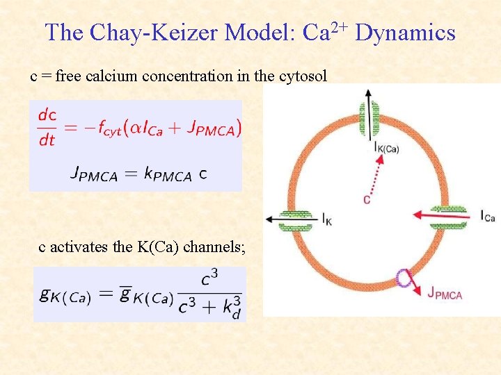 The Chay-Keizer Model: Ca 2+ Dynamics c = free calcium concentration in the cytosol