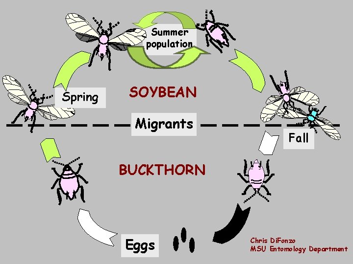Summer population Spring SOYBEAN Migrants Fall BUCKTHORN Eggs Chris Di. Fonzo MSU Entomology Department