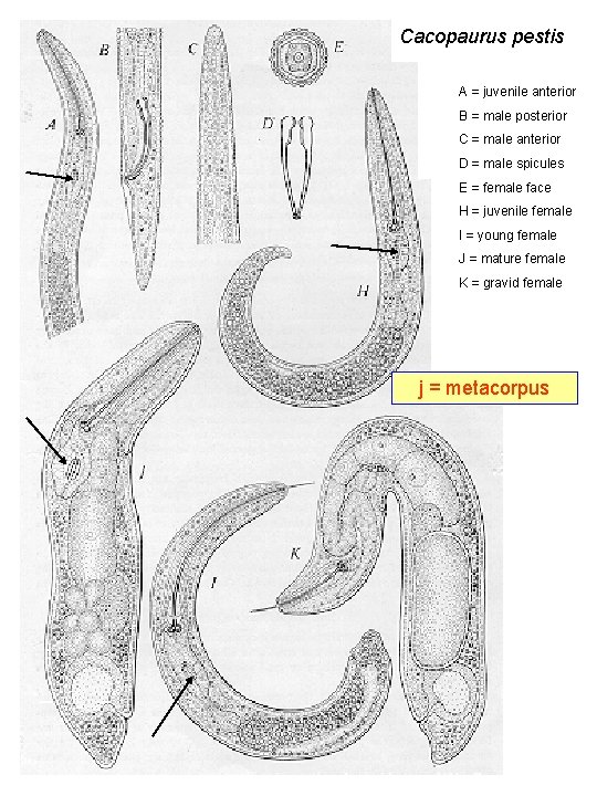 Cacopaurus pestis A = juvenile anterior B = male posterior C = male anterior