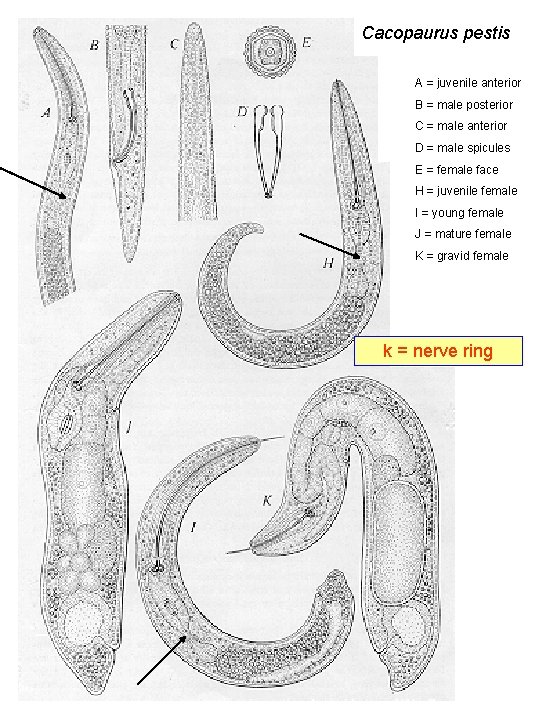 Cacopaurus pestis A = juvenile anterior B = male posterior C = male anterior