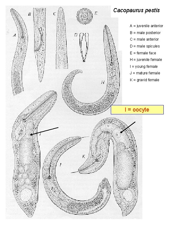 Cacopaurus pestis A = juvenile anterior B = male posterior C = male anterior