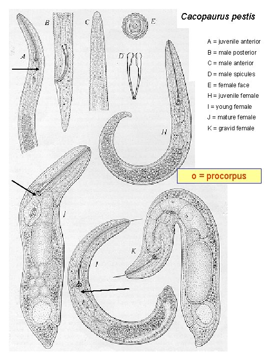 Cacopaurus pestis A = juvenile anterior B = male posterior C = male anterior