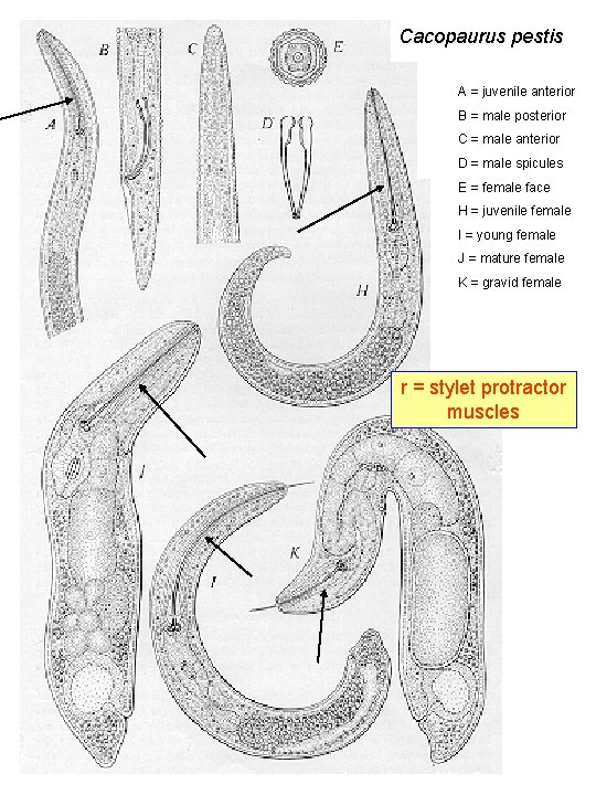 Cacopaurus pestis A = juvenile anterior B = male posterior C = male anterior