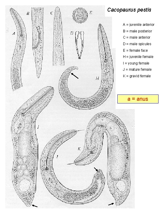 Cacopaurus pestis A = juvenile anterior B = male posterior C = male anterior