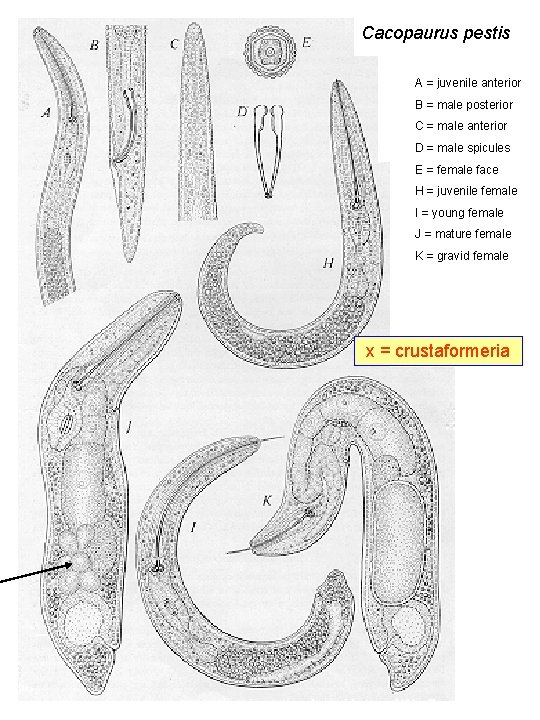 Cacopaurus pestis A = juvenile anterior B = male posterior C = male anterior